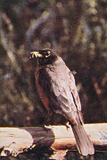 Robins can grow fat on garden pests.